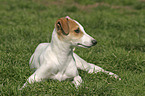 liegender Greyhound Welpe