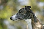 Greyhound Portrait