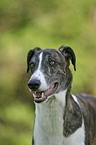 Greyhound Portrait