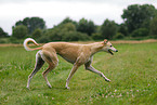 laufender Greyhound