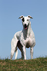 Greyhound