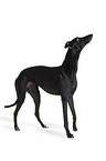 Greyhound