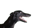Greyhound Portrait