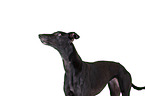 Greyhound Portrait