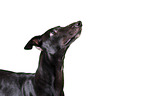 Greyhound Portrait