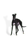 Greyhound