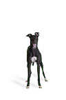 Greyhound