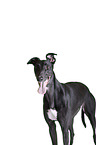 Greyhound Portrait