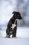 Greyhound Welpe im Schnee