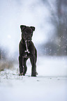 Greyhound Welpe im Schnee