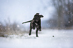 Greyhound Welpe im Schnee