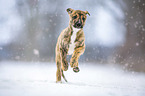 Greyhound Welpe im Schnee