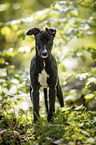 junger Greyhound im Wald