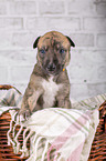 Greyhound Welpe in Krbchen