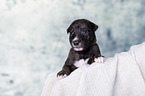 Greyhound Welpe