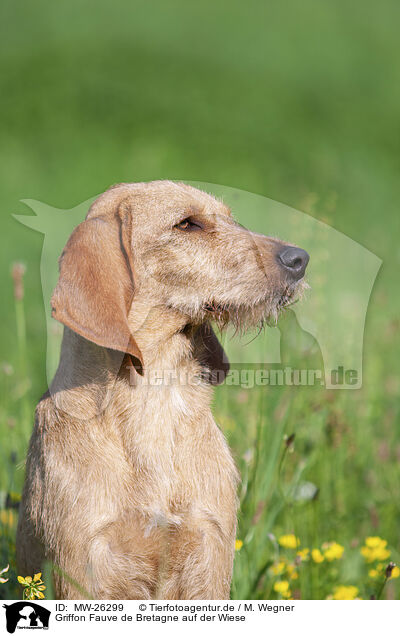 Griffon Fauve de Bretagne auf der Wiese / MW-26299