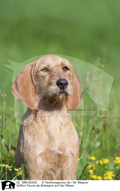 Griffon Fauve de Bretagne auf der Wiese / MW-26300