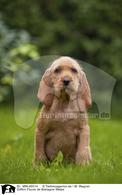 Griffon Fauve de Bretagne Welpe / Griffon Fauve de Bretagne puppy / MW-26514