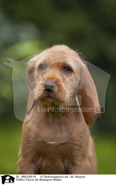 Griffon Fauve de Bretagne Welpe / Griffon Fauve de Bretagne puppy / MW-26519