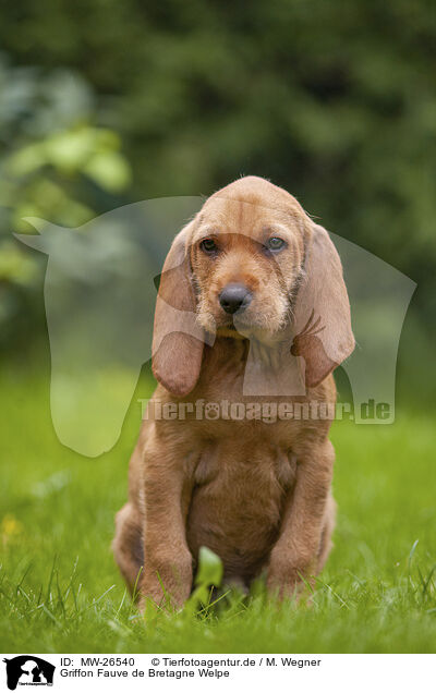 Griffon Fauve de Bretagne Welpe / Griffon Fauve de Bretagne puppy / MW-26540