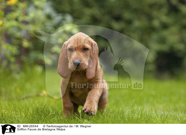 Griffon Fauve de Bretagne Welpe / Griffon Fauve de Bretagne puppy / MW-26544