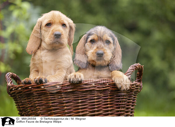 Griffon Fauve de Bretagne Welpe / Griffon Fauve de Bretagne puppy / MW-26558
