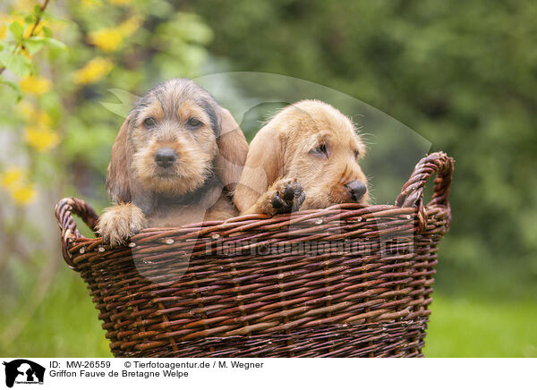 Griffon Fauve de Bretagne Welpe / Griffon Fauve de Bretagne puppy / MW-26559