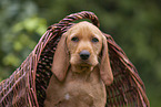 Griffon Fauve de Bretagne Welpe