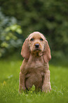 Griffon Fauve de Bretagne Welpe