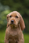 Griffon Fauve de Bretagne Welpe