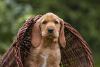 Griffon Fauve de Bretagne Welpe