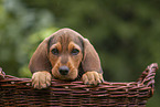 Griffon Fauve de Bretagne Welpe