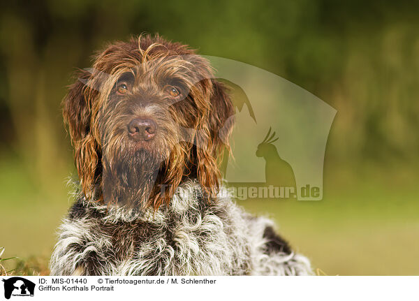 Griffon Korthals Portrait / MIS-01440