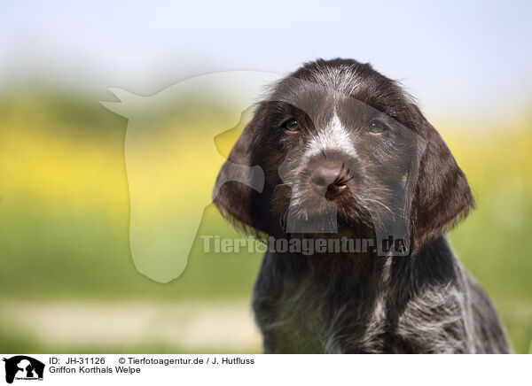 Griffon Korthals Welpe / Griffon Korthals Puppy / JH-31126