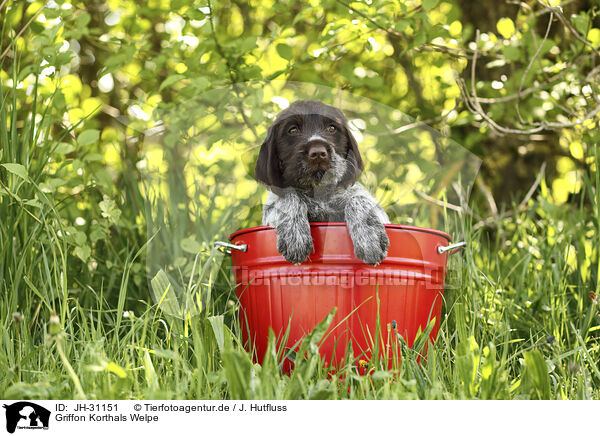 Griffon Korthals Welpe / Griffon Korthals Puppy / JH-31151