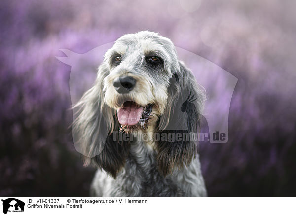 Griffon Nivernais Portrait / VH-01337