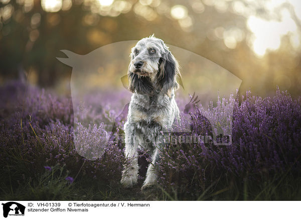 sitzender Griffon Nivernais / VH-01339