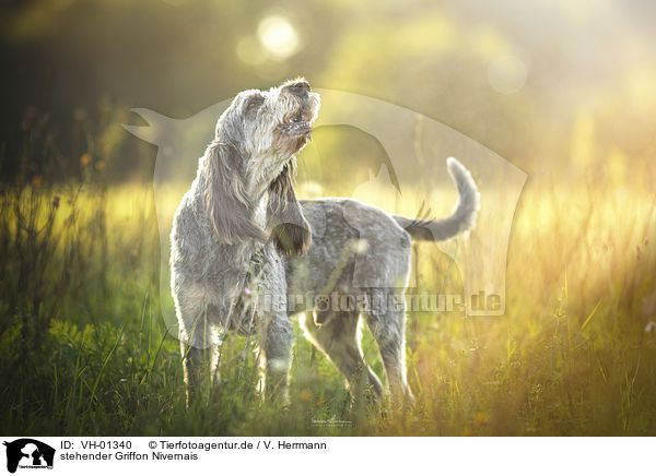 stehender Griffon Nivernais / VH-01340