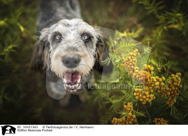 Griffon Nivernais Portrait / VH-01343