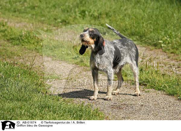 Griffon bleu de Gascogne / Blue Gascony Griffon / AB-01674