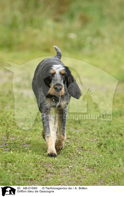 Griffon bleu de Gascogne / Blue Gascony Griffon / AB-01680