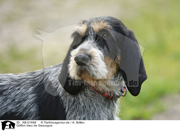 Griffon bleu de Gascogne / AB-01688