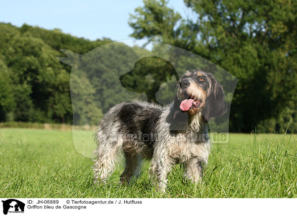 Griffon bleu de Gascogne / Blue Gascony Griffon / JH-06889