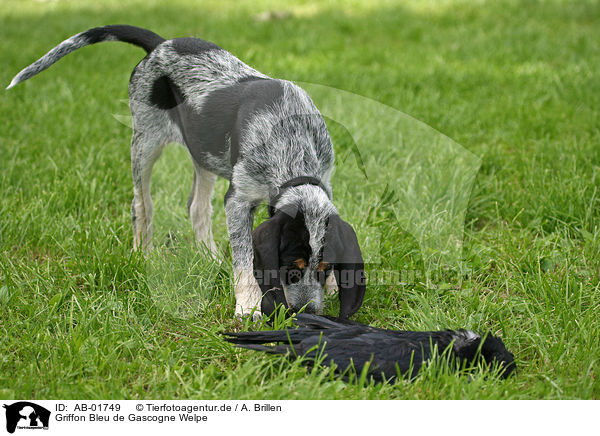 Griffon Bleu de Gascogne Welpe / Griffon Bleu de Gascogne puppy / AB-01749