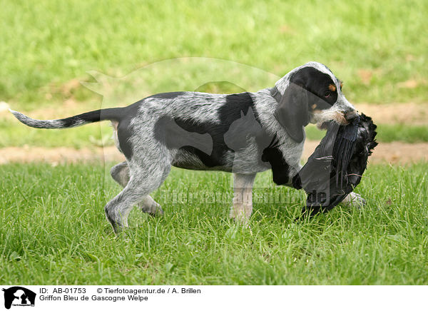 Griffon Bleu de Gascogne Welpe / AB-01753