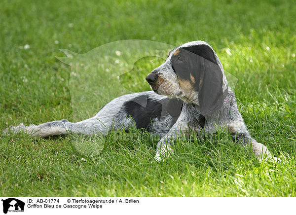 Griffon Bleu de Gascogne Welpe / Griffon Bleu de Gascogne puppy / AB-01774