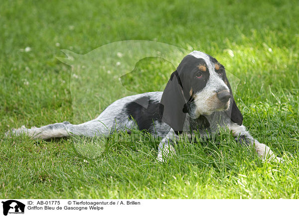 Griffon Bleu de Gascogne Welpe / Griffon Bleu de Gascogne puppy / AB-01775