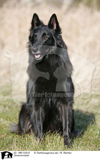 Groenendael / Groenendael / RR-10537