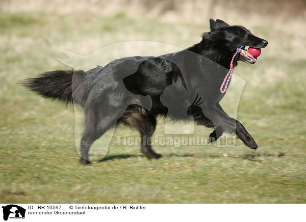 rennender Groenendael / RR-10597