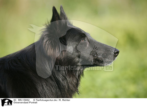 Groenendael Portrait / RR-15662